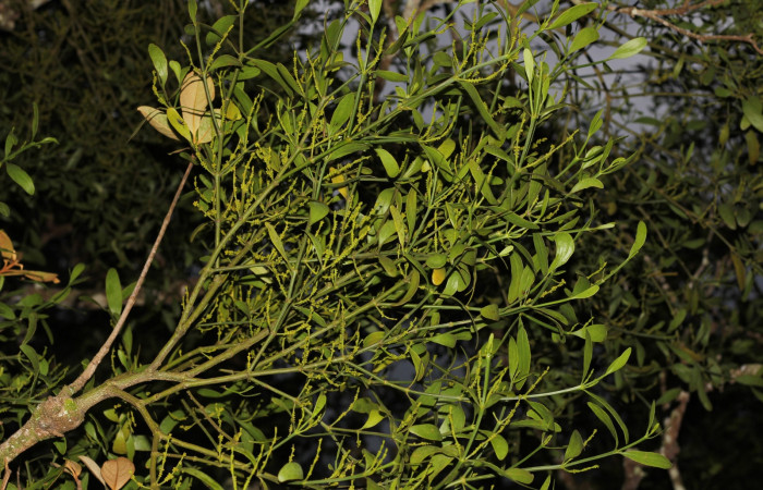 Fig. 19 <i>Phoradendron cuadrangulare</i> (Viscaceae), pegada sobre la rama de un <i>Byrsonima crassifolia</i> (Malpihiaceae) 04 de agosto 2022; Estación Biológica Los Almendros Sector El Hacha ACG. Foto: Roster Moraga.