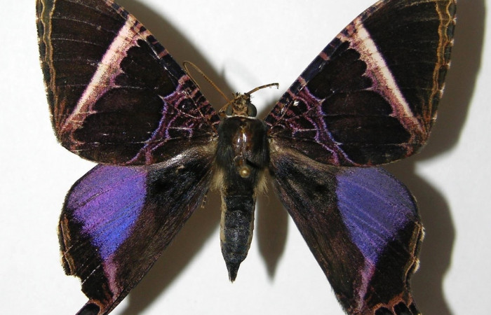 Fig. 1 Posición dorsal del macho <i>Coronidia orithea</i> (Sematuridae), (05-SRNP-60377-DHJ331774).