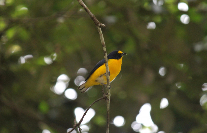 Fig. 20 Macho adulto de <i>Euphonia hirundinacea</i> (Fringillidae) es muy común ver machos y hembras alimentándose de los frutos maduros de <i>Phoradendron cuadrangulare</i> (Viscaceae). Estación Biológica Los Almendros Sector El Hacha ACG. Foto: Roster Moraga.