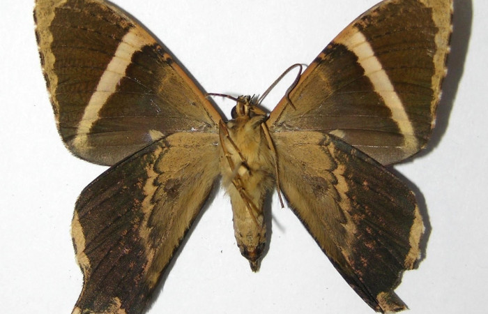 Fig. 2 Posición ventral del macho <i>Coronidia orithea</i> (Sematuridae), (05-SRNP-60377-DHJ331775).