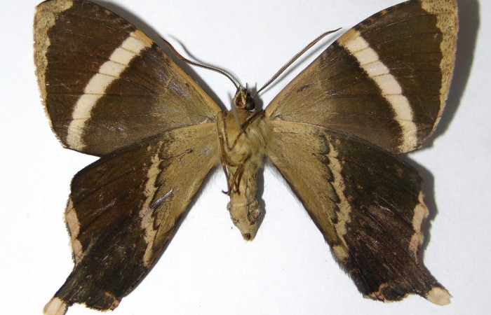 Fig. 4 Posición ventral de la hembra <i>Coronidia orithea</i> (Sematuridae), (05-SRNP-19274-DHJ331777).
