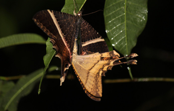 Fig. 5 Macho y hembra de <i>Sematura luna</i> (Sematuridae). Estación Biológica Los Almendros, Sector El Hacha ACG. 05 de Julio 2022; (22-SRNP-20993-DHJ774674).