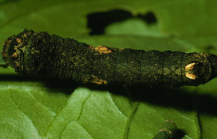 Fig. 7 Vista dorsal del último estadio de <i>Coronidia orithea</i> (Sematuridae); sobre <i>Phoradendron cuadrangulare</i> (Viscaceae). Área administrativa de Sector Santa Rosa, ACG. 25 de agosto 1995 (95-SRNP-8509-DHJ25686).