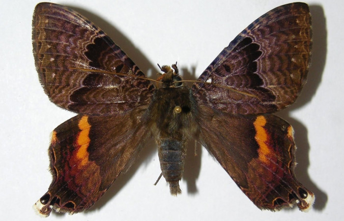 Fig. 8 Vista dorsal del macho <i>Coronidia subpicta</i> (Sematuridae). (00-SRNP-9570-DHJ331792).