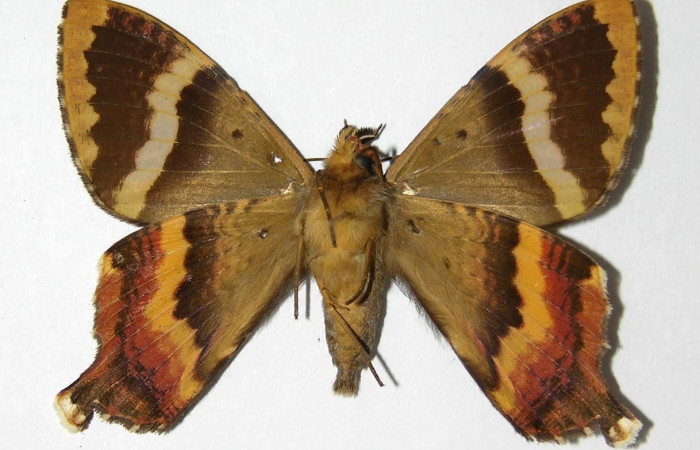 Fig. 9 Vista ventral del macho <i>Coronidia subpicta</i> (Sematuridae). (00-SRNP-9570-DHJ331793).