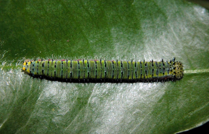 Figura 2. Larva <i>Ganyra limona</i> (Pieridae). Posición entero dorsal en la hoja de la planta <i>Forchhammeria trifoliata</i> (Stixaceae). 03-SRNP-3617-DHJ400412.jpg.