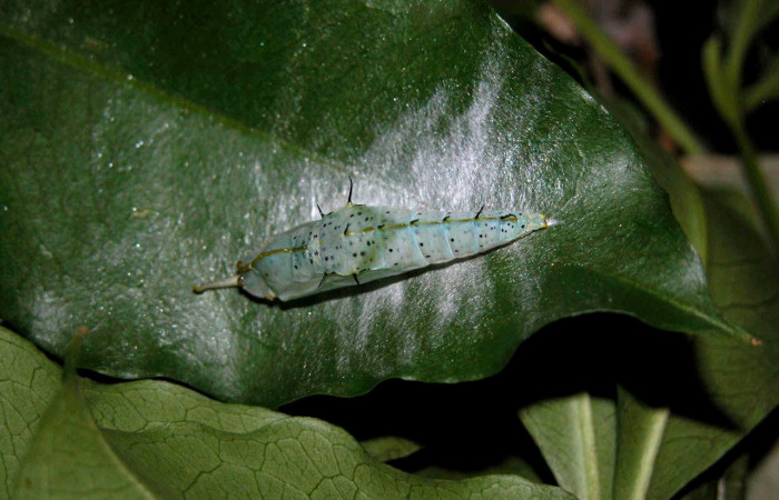 Figura 6. Pupa de <i>Ganyra limona</i> (Pieridae). Posición pupa lateral en la hoja de la planta <i>Forchhammeria trifoliata</i> (Stixaceae). 03-SRNP-3617-DHJ400415.jpg.