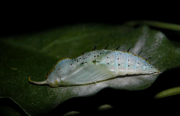 Figura 5. Pupa de <i>Ganyra limona</i> (Pieridae). Posición pupa lateral en la hoja de la planta <i>Forchhammeria trifoliata</i> (Stixaceae). 03-SRNP-3617-DHJ400418.jpg.