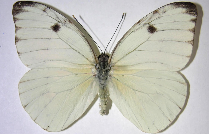 Figura 1. Adulto de <i>Ganyra limona</i> (Pieridae). Área de Conservación Guanacaste, Sector Santa Rosa.