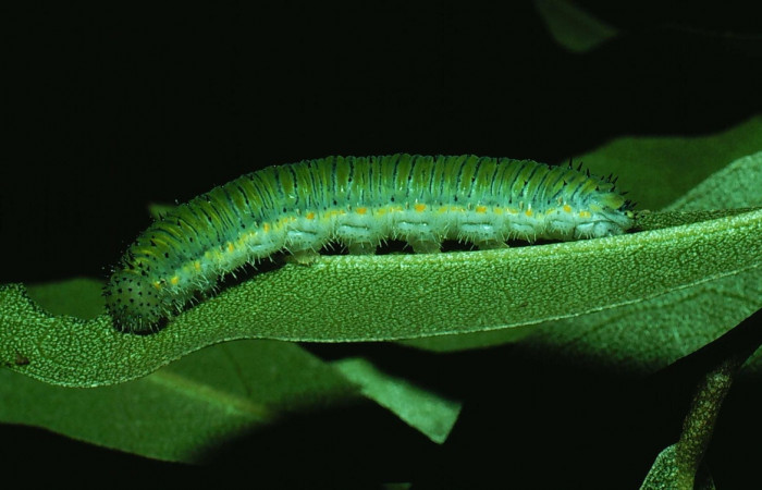 Figura 9. Larva <i>Ganyra josepha</i> (Pieridae). Posición lateral en la hoja de la planta <i>Quadrella indica</i> (Capparaceae). 81-SRNP-467-DHJ2550.jpg.