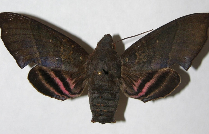 Fig. 01. Adulto <i>Pachygonidia hopfferi</i> (Sphingidae)
,hembra en vista dorsal, 75mm longitud. Voucher: 06-SRNP-3865-DHJ347524.jpg. 
