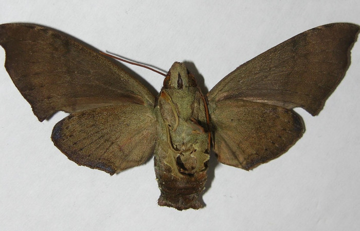 Fig. 02. Adulto <i>Pachygonidia hopfferi</i> (Sphingidae)
,hembra en vista ventral, 75mm longitud. Voucher: 06-SRNP-3865-DHJ347525.jpg
