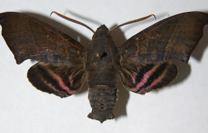 Fig. 03. Adulto <i>Pachygonidia hopfferi</i> (Sphingidae)
,macho en vista dorsal, 67mm longitud. Voucher: 06-SRNP-3866-DHJ347526.jpg
