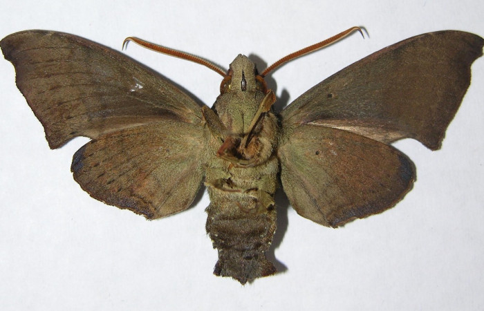 Fig. 04. Adulto <i>Pachygonidia hopfferi</i> (Sphingidae)
,macho en vista ventral, 67mm longitud. Voucher: 06-SRNP-3866-DHJ347527.jpg. 
