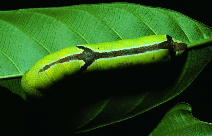 Fig. 05. Larva de <i>Pachygonidia drucei</i> en último estadío, vista dorsal, 57mm longitud Voucher: 81-SRNP-664-DHJ2847.jpg