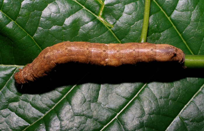 Fig. 11 Larva <i>Feigeria herilia</i> (Erebidae), vista dorsal mide 65mm. Sendero Puertas, Sector Del Oro, 400m. 08-SRNP-21362-DHJ438233.jpg