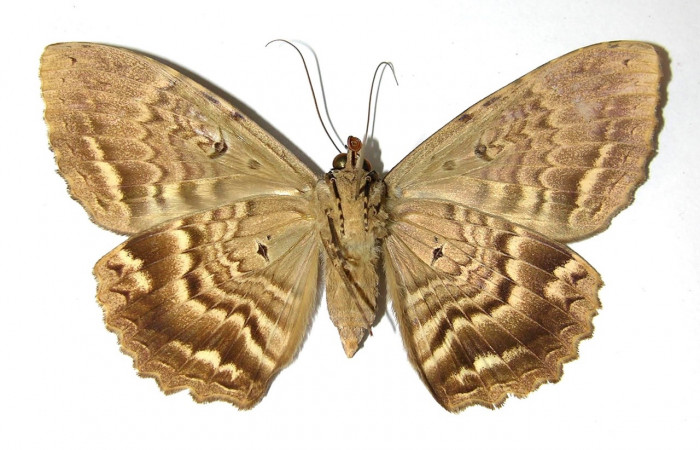 Fig. 13 Adulto <i>Feigeria</i> buteoDHJ02 (Erebidae), vista ventral mide 95mm. Sendero Huerta, Sector San Cristobal, 527m. 01-SRNP-2067-DHJ328817.