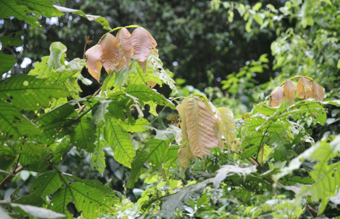 Fig. 14 Planta <i>Inga oerstediana</i> hospedera de larva <i>Feigeria herilia</i> (Erebidae), Rio Chon, Sector Del Oro, Foto:Roster Moraga.
