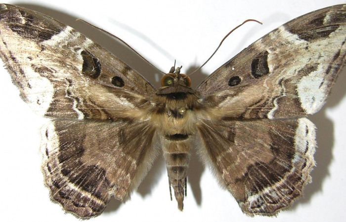 Fig. 1 Adulto <i>Feigeria herilia</i> (Erebidae), vista dorsal mide 71mm. Camino Ensayo, Brasilia, 500m. 07-SRNP-66162-DHJ388864.