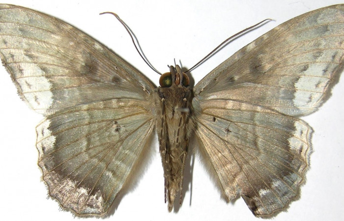 Fig. 2 Adulto <i>Feigeria herilia</i> (Erebidae), vista dorsal mide 71mm. Camino Ensayo, Brasilia, 500m. 07-SRNP-66162-DHJ388865.