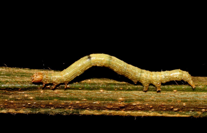 Fig. 3 Larva <i>Feigeria herilia</i> (Erebidae), vista lateral mide 40mm. Corrales Viejos, Sector San Cristóbal, 495m. 07-SRNP-3545-DHJ426295.jpg