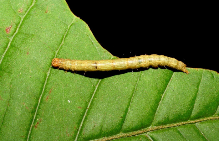 Fig. 4 Larva <i>Feigeria herilia</i> (Erebidae), vista dorsal mide 40mm. Corrales Viejos, Sector San Cristóbal, 495m. 07-SRNP-3545-DHJ426299.jpg