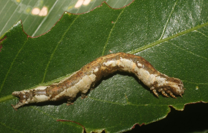 Fig. 8 Larva <i>Feigeria herilia</i> (Erebidae), vista dorsal mide 50mm. PL 12, Sector Pailas, 752m. 16-SRNP-55298-DHJ492503.jpg