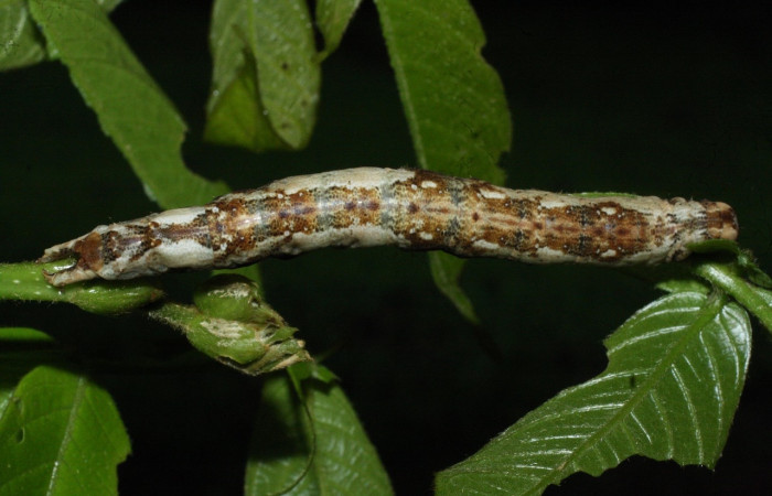 Fig. 9 Larva <i>Feigeria herilia</i> (Erebidae), vista dorsal mide 50mm. PL 12, Sector Pailas, 752m. 18-SRNP-20422-DHJ711181.jpg