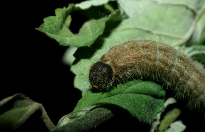 Fig 2 . Larva  <i>Heliopetes arsalte</i>  dorsal último estadío Voucher 09-SRNP-2101-DHJ454083.jpg