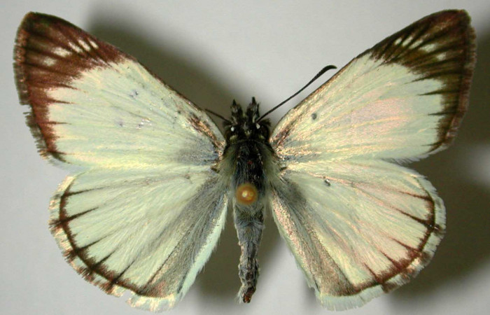 Fig 5 . Adulto <i>Heliopetes arsalte</i> vista dorsal
(macho) .
 Voucher 93-SRNP-5800-DHJ31774.
