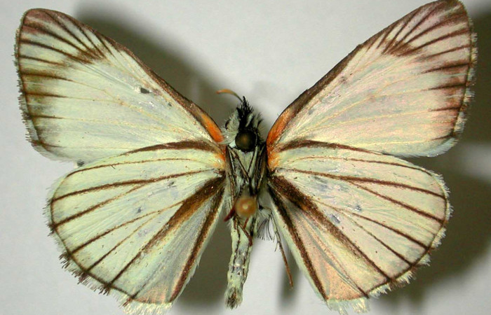 Fig 6 . Adulto <i>Heliopetes arsalte</i> vista ventral (macho)  
Voucher 93-SRNP-5920-DHJ31772