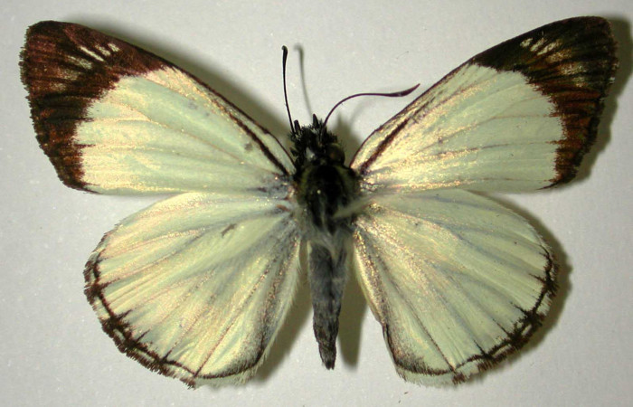 Fig 12 . Adulto <i>Heliopetes alana</i> vista dorsal. Voucher 96-SRNP-10554-DHJ31776