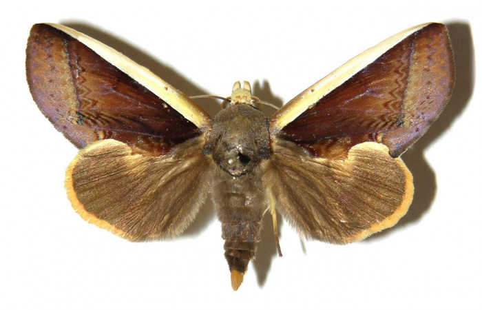 Fig.1. Adulto de <i>Gonodonta prygo</i>. En vista dorsal. Voucher : 02-SRNP-16207-DHJ311970.jpg.