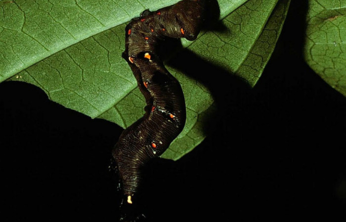 Fig.10. Larva de <i>Gonodonta nitidimacula</i>, en último estadio de 38mm de longitud. Voucher : .02-SRNP-12704-DHJ68118.jpg.