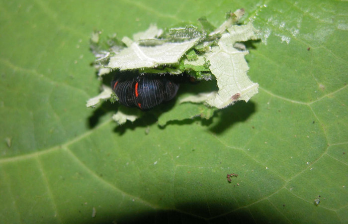 Fig. 11. Mostrando proceso de prepupa de <i>Gonodonta uxor</i>. Voucher :03-SRNP-21220-DHJ91158.jpg.