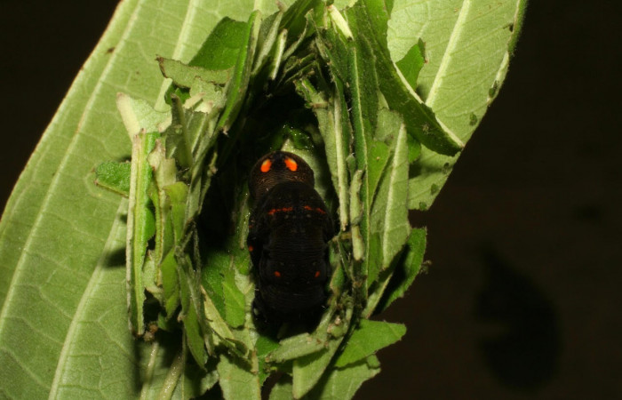 Fig.12. Mostrando prepupa de <i>Gonodonta incurva</i>, semi descubierta,  en posición dorsal. Voucher : 05-SRNP-42122-DHJ407491.jpg. 