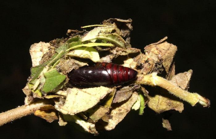 Fig.14. Muestra pupa de <i>Gonodonta uxor</i>. En posición lateral. Voucher : 13-SRNP-47210-DHJ708619.jpg.