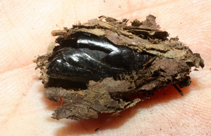 Fig.15. Mostrando capullo de <i>Gonodonta holosericea</i>. Voucher : 07-SRNP-35827-DHJ461813.jpg.