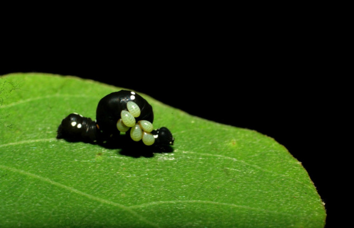 Fig.16. Muestra larvitas de  familia Eulophidae, en larva de <i>Gonodonta sinaldus</i>. Voucher : 07-SRNP-33589-DHJ434275.jpg.