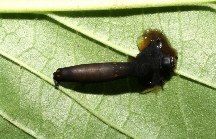 Fig.18. Capullo de la familia Braconidae, en larva de <i>Gonodonta uxor</i>. Voucher : 06-SRNP-32957-DHJ416029.jpg.