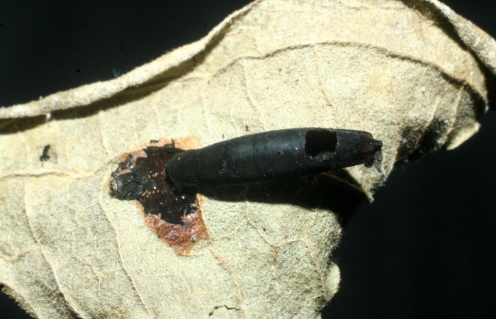Fig.19. Capullo de la familia Braconidae, en larva de <i>Gonodonta correcta</i>.  Voucher : 07-SRNP-56881-DHJ452984.jpg.