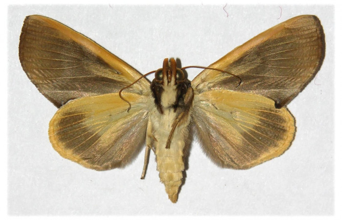 Fig.2. Adulto de <i>Gonodonta pyrgo</i>. Vista ventral. Voucher : 02-SRNP-16207-DHJ311971.jpg.