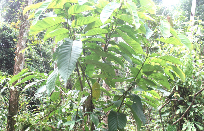 Fig.21. Planta de <i>Annona rensoniana</i> (Annonaceae), planta hospedera del género <i>Gonodonta pyrgo</i>.