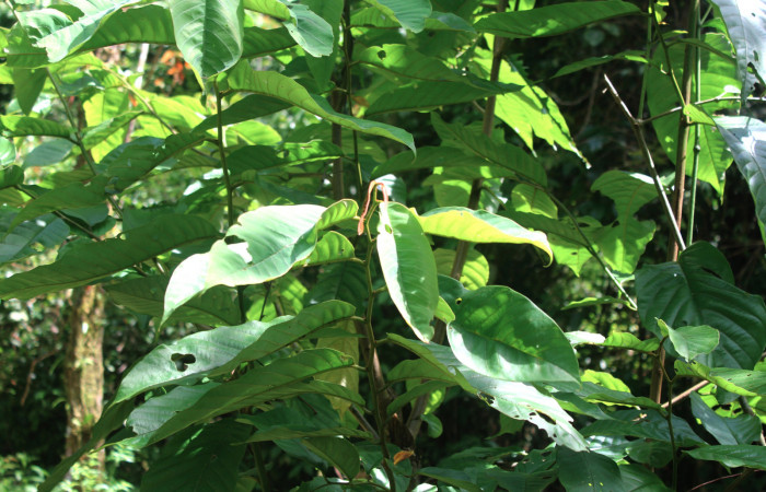 Fig.22. Planta de <i>Annona rensoniana</i> (Annonaceae), planta hospedera de <i>Gonodonta pyrgo</i>.