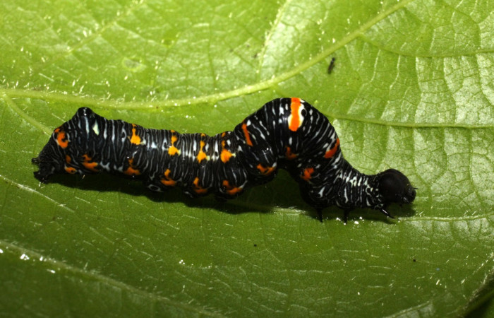 Fig.3 . Larva de <i>Gonodonta pyrgo</i>, en penúltimo estadio de 17 mm de longitud. Voucher : 10-SRNP-55334-DHJ473210.jpg 17mm.