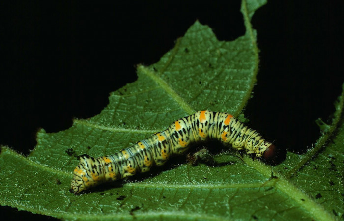 Fig.4. Larva de <i>Gonodonta pyrgo</i>, en penúltimo estadio de 32 mm de longitud. Voucher : 84-SRNP-379-DHJ7296.jpg.
