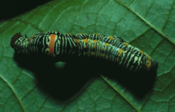 Fig.5. Larva de <i>Gonodonta pyrgo</i>, en último estadio de 33mm de longitud. Voucher : 83-SRNP-416-DHJ5301.jpg.