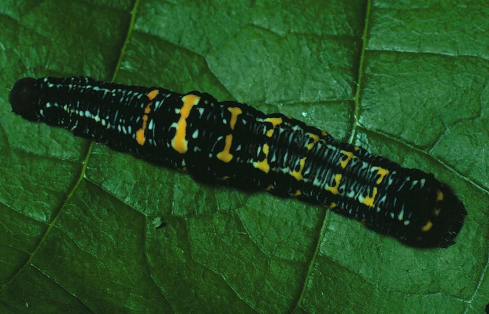 Fig.6. Larva de <i>Gonodonta pyrgo</i>, en último estadio de 33mm de longitud. Voucher : 83-SRNP-424-DHJ5311.jpg.