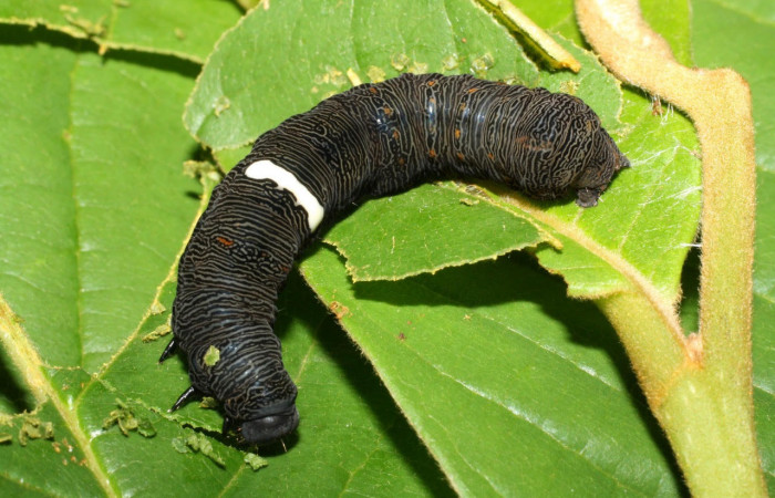 Fig.7. Mostrando larva de <i>Gonodonta pyrgo</i>, en último estadio de 43 mm de longitud. Voucher : 12-SRNP-21204-DHJ493268.jpg.