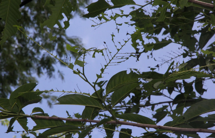 Fig.8. Mostrando rama de <i>Annona rensoniana</i>, comida por larva de <i>Gonodonta pyrgo</i>. Voucher : 15-SRNP-10218-DHJ805024.jpg.